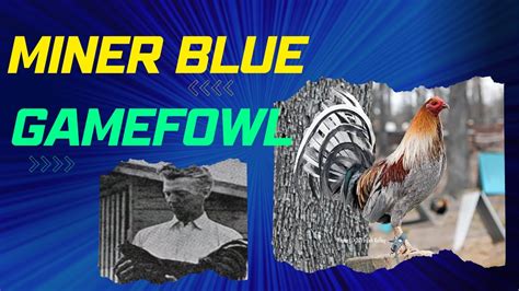 blue fever gamefowl|Discover the Fascinating World of Miner Blue Gamefowl.